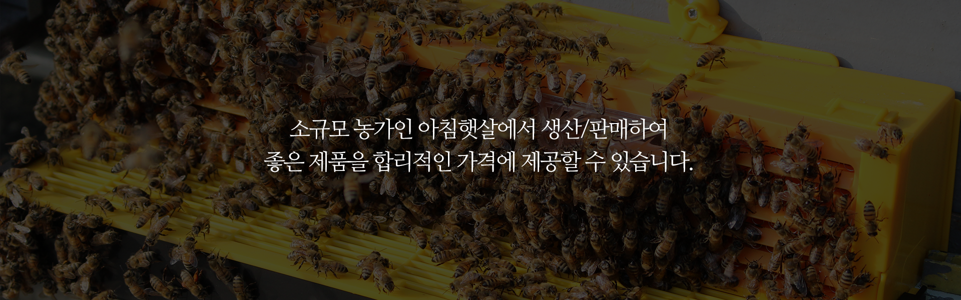 아침햇살 벌꿀